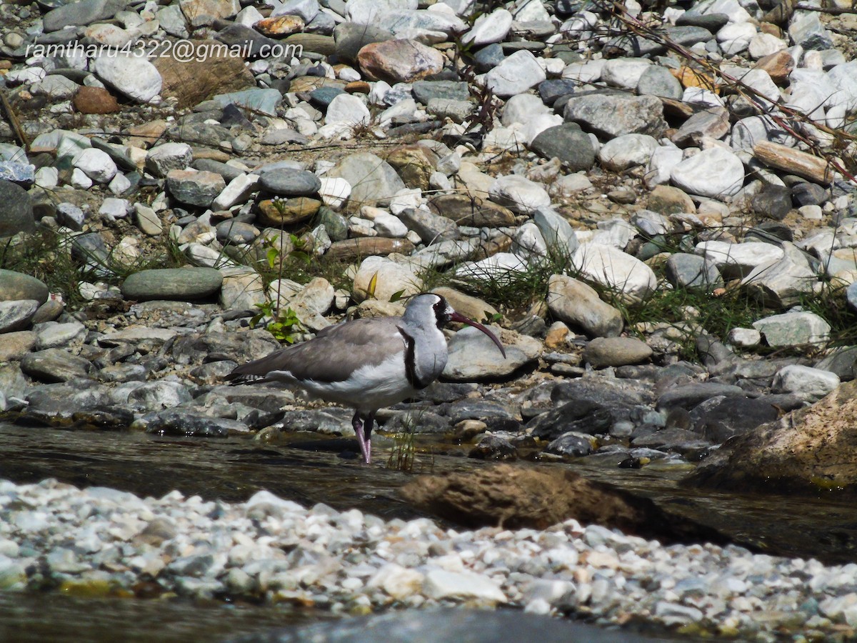 Bec-d'ibis tibétain - ML614384647