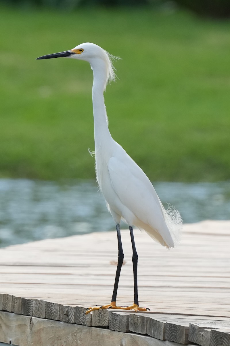 Snowy Egret - ML614384717