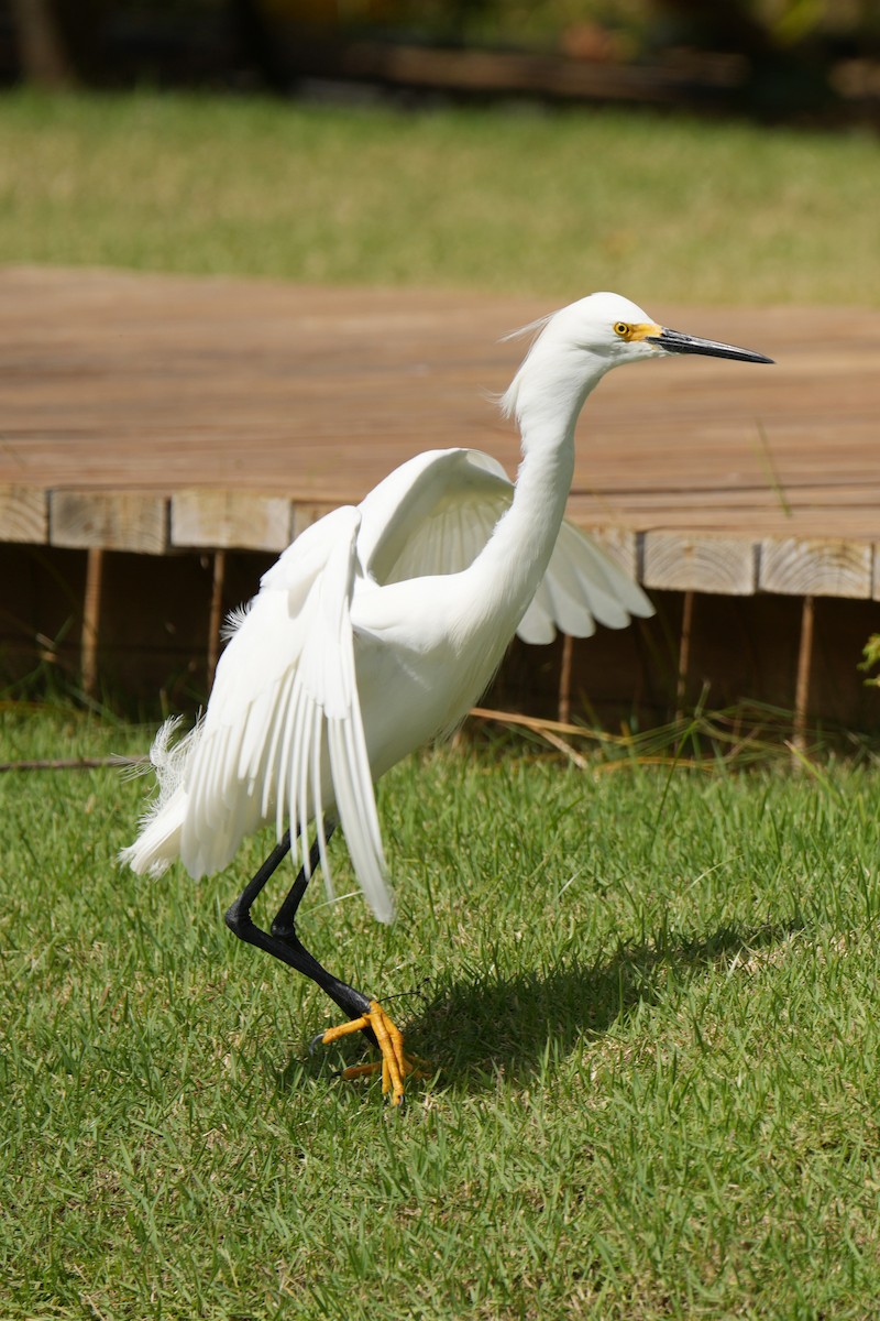 Snowy Egret - ML614384720