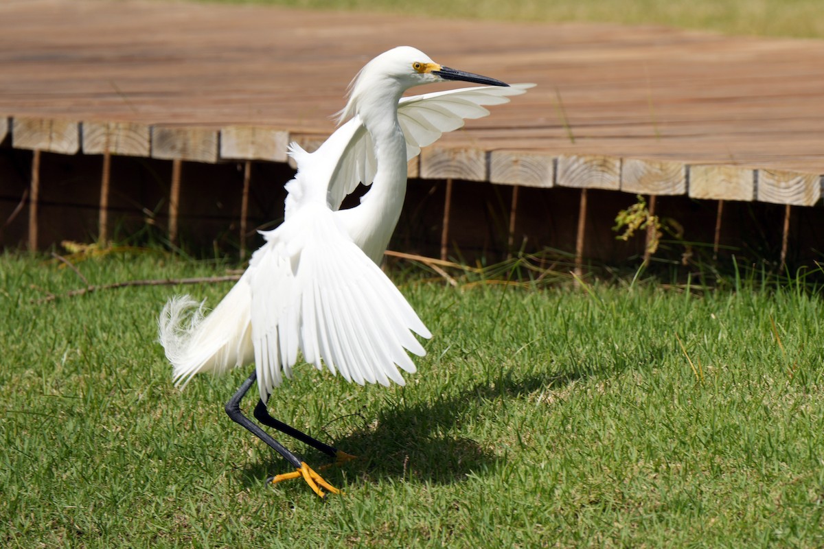 Snowy Egret - ML614384722