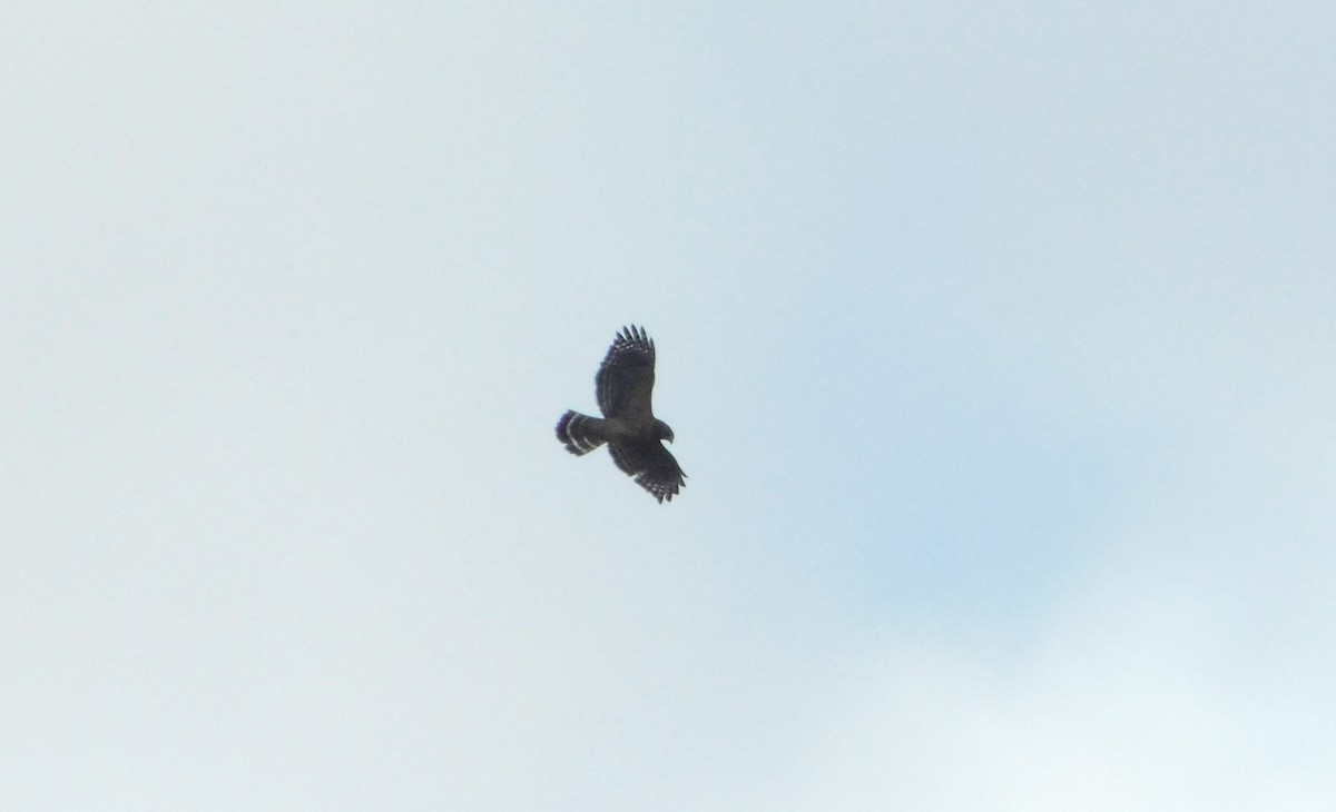 Red-shouldered Hawk - ML614384839