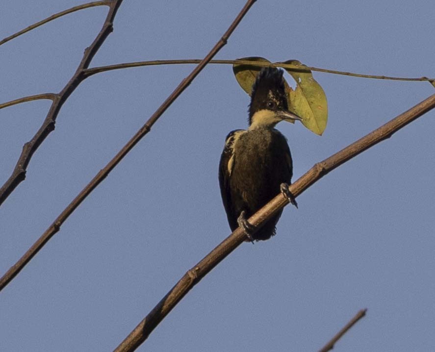 Heart-spotted Woodpecker - mark cavallo