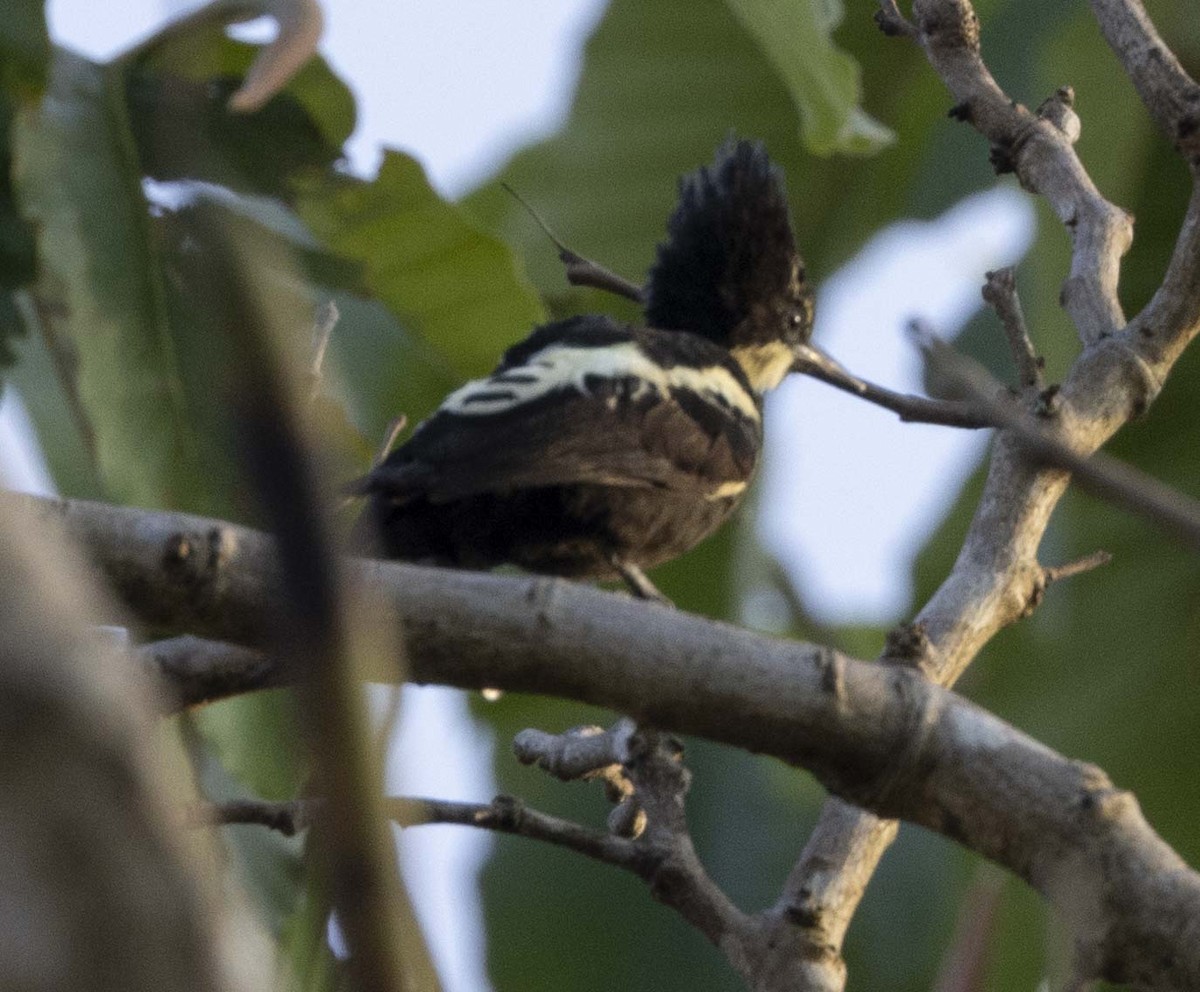 Heart-spotted Woodpecker - ML614384854