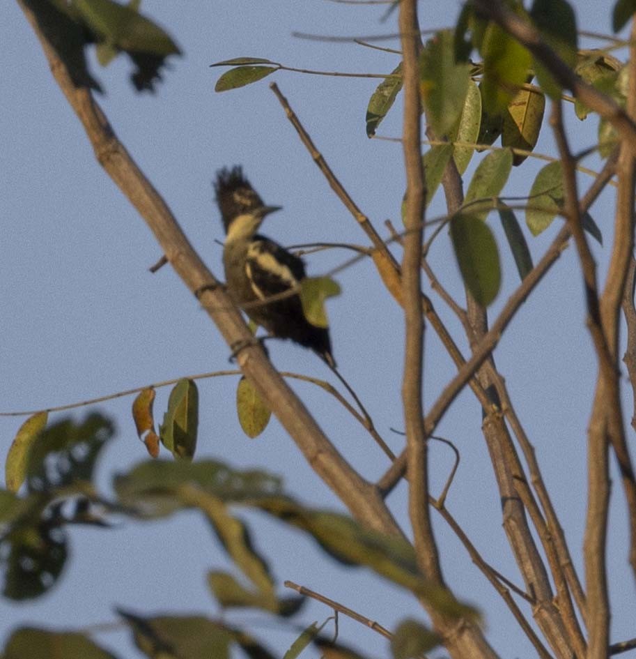 Heart-spotted Woodpecker - ML614384855