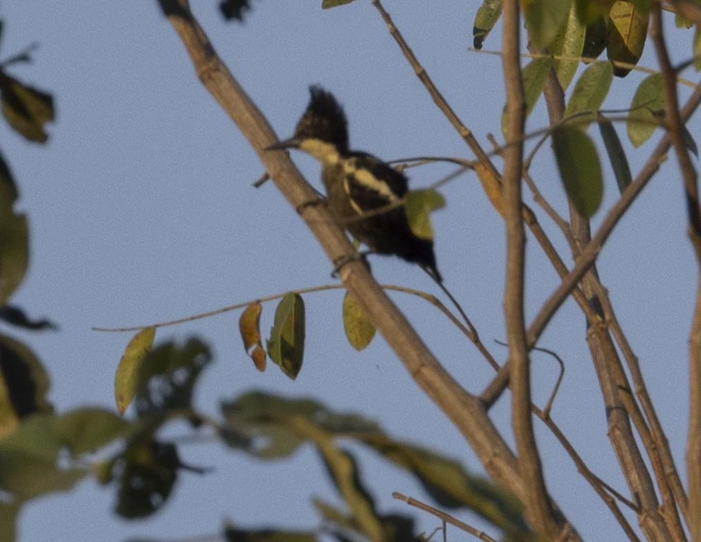 Heart-spotted Woodpecker - ML614384856