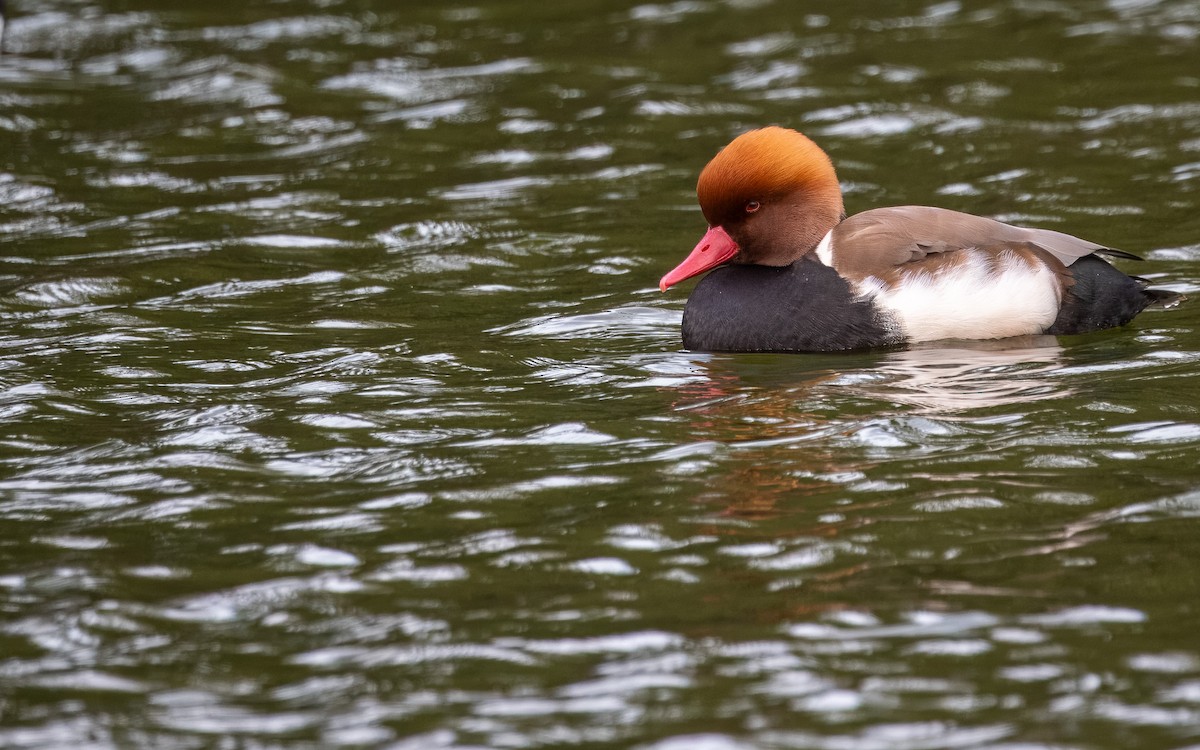 Red-crested Pochard - ML614384914