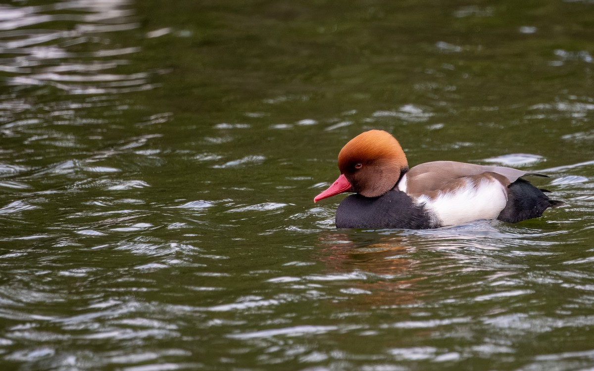 Red-crested Pochard - ML614384915