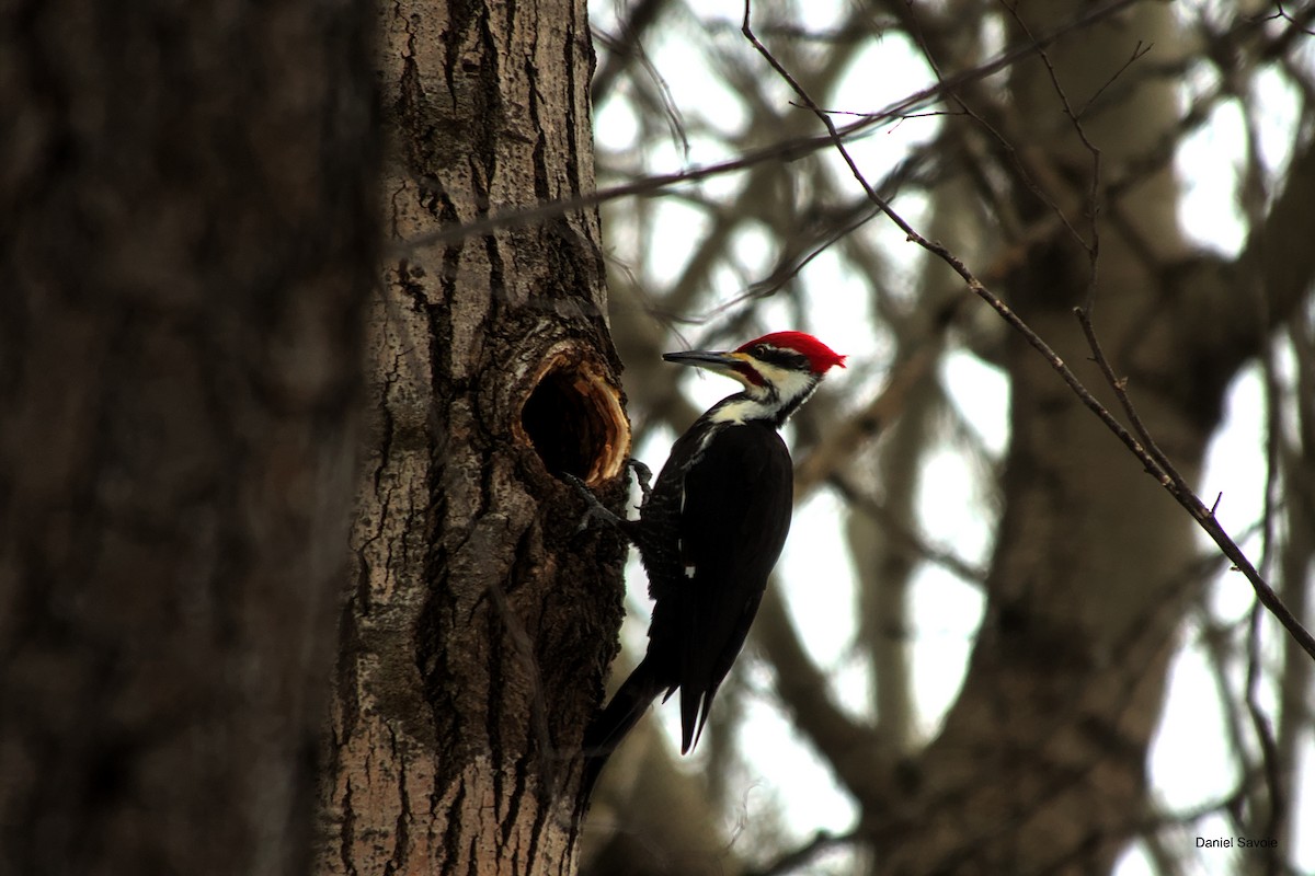 Pileated Woodpecker - ML614384943