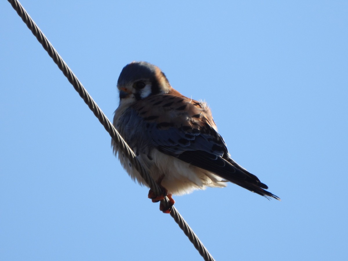 American Kestrel - ML614385047