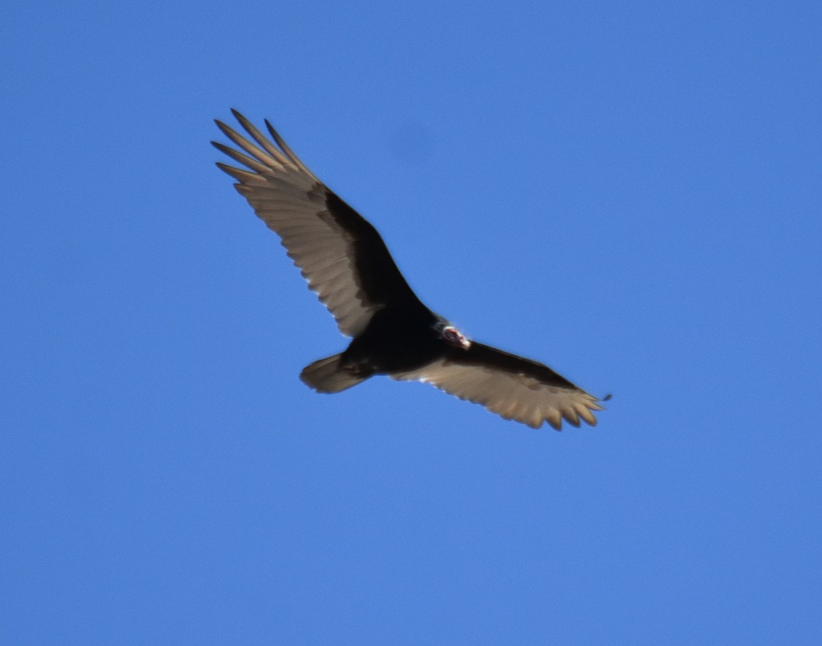 Turkey Vulture - ML614385227