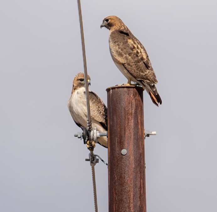 Red-tailed Hawk - ML614385396