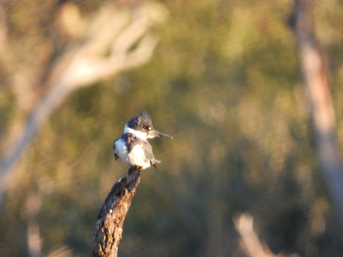 Belted Kingfisher - Dawn Bunyak