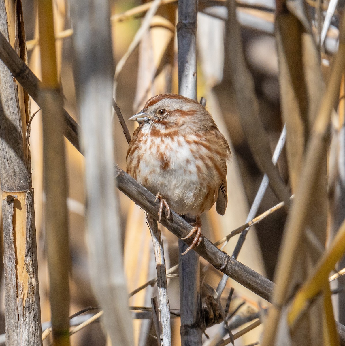 Song Sparrow - ML614385498