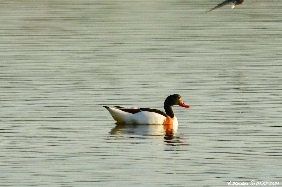 Common Shelduck - ML614385514