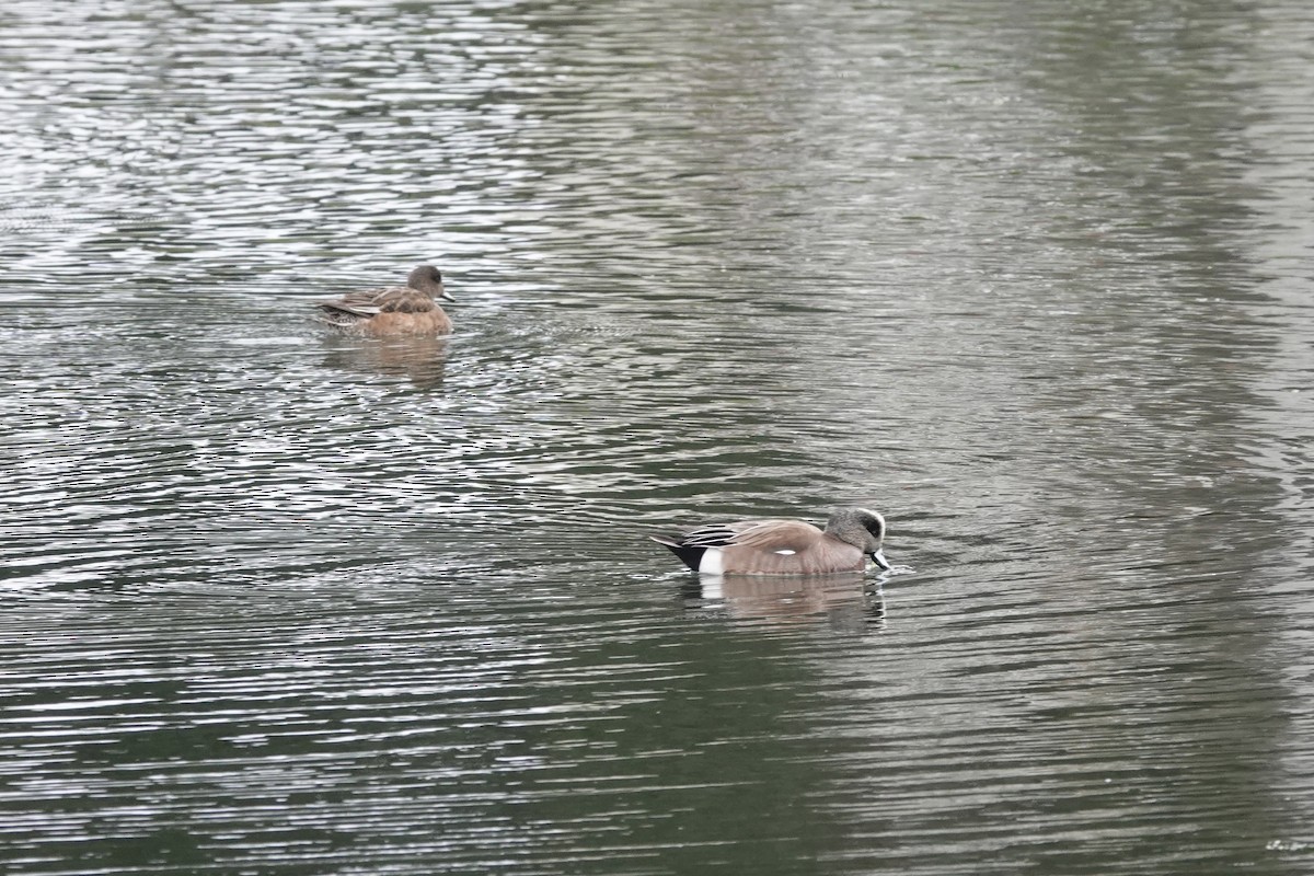 American Wigeon - ML614385527