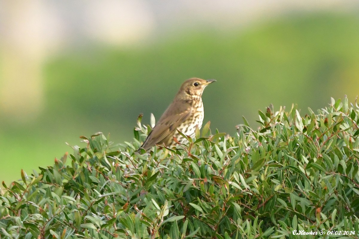 Song Thrush - ML614385534