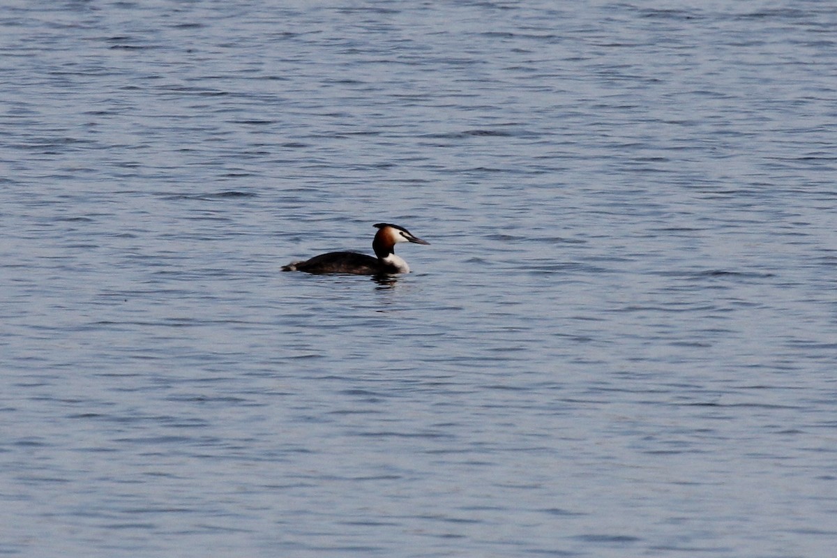 Great Crested Grebe - ML614385543