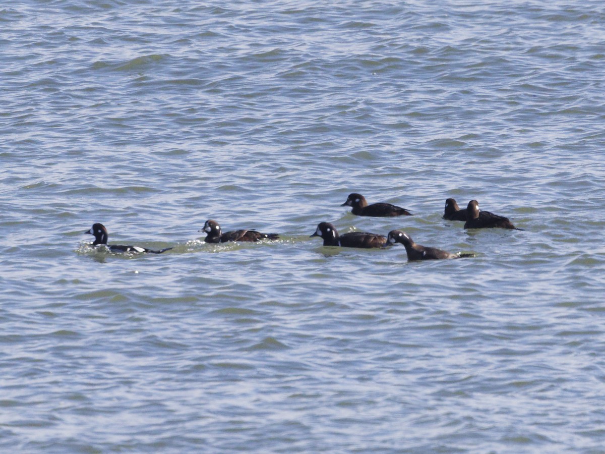 Harlequin Duck - ML614385554