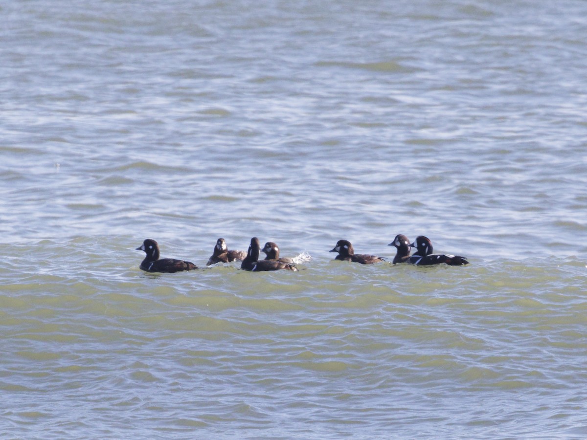 Harlequin Duck - ML614385557