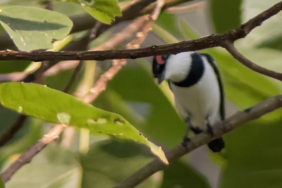 Brown-throated Wattle-eye - Volkan Donbaloglu