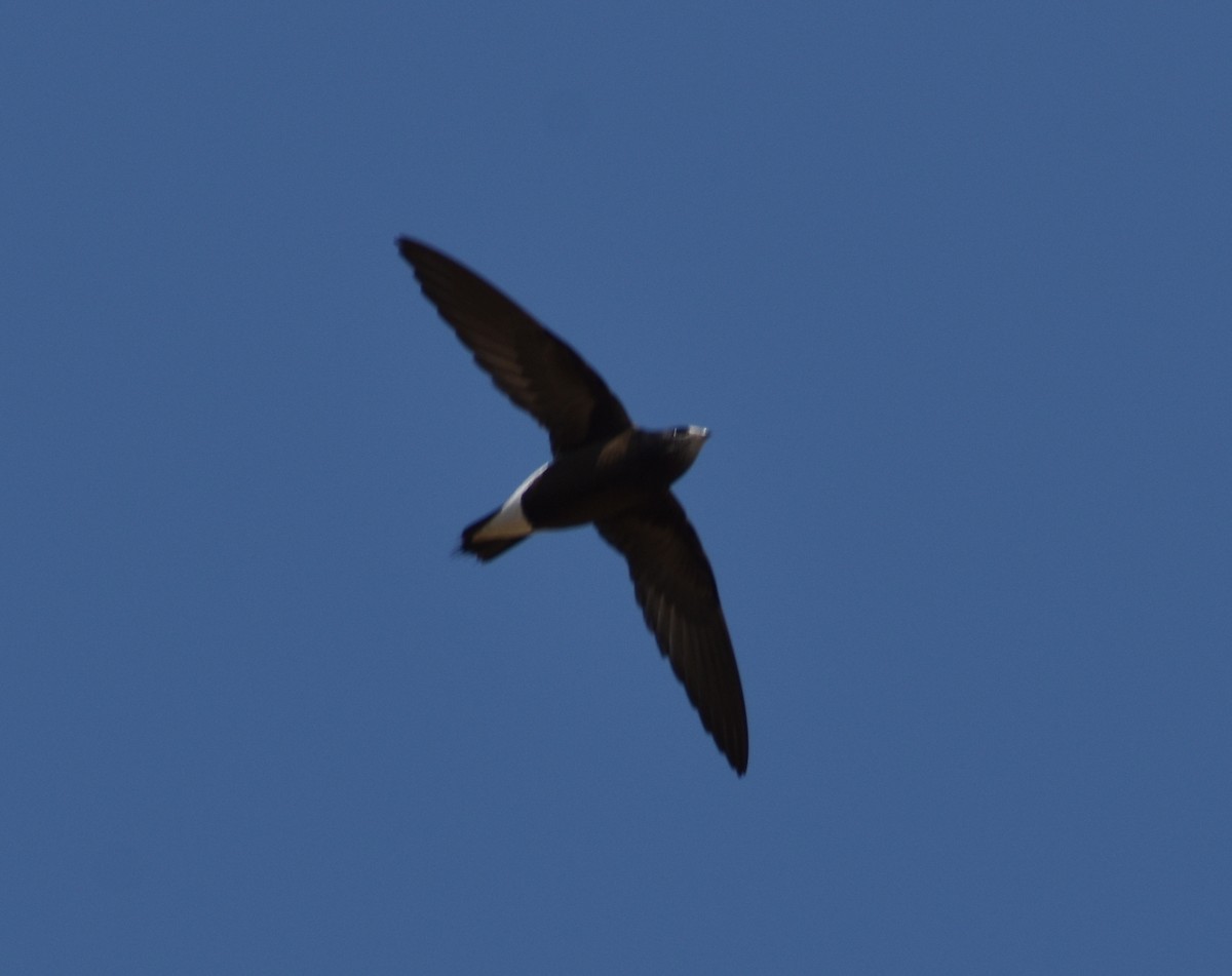Brown-backed Needletail - ML614385614