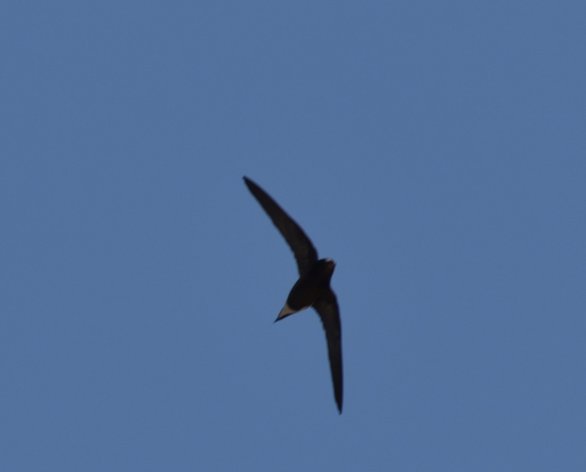 Brown-backed Needletail - ML614385615