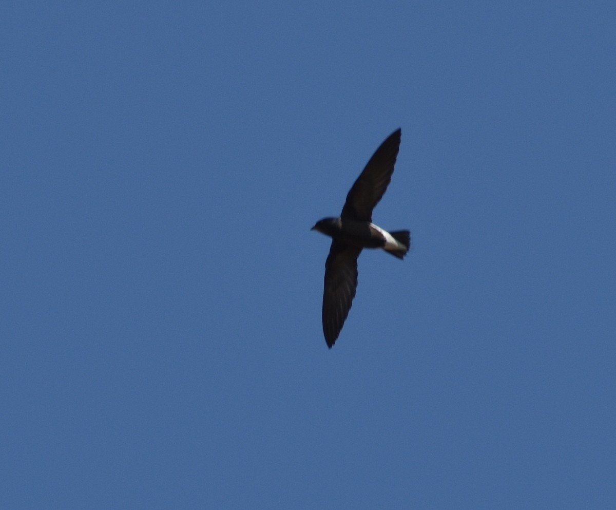 Brown-backed Needletail - ML614385616