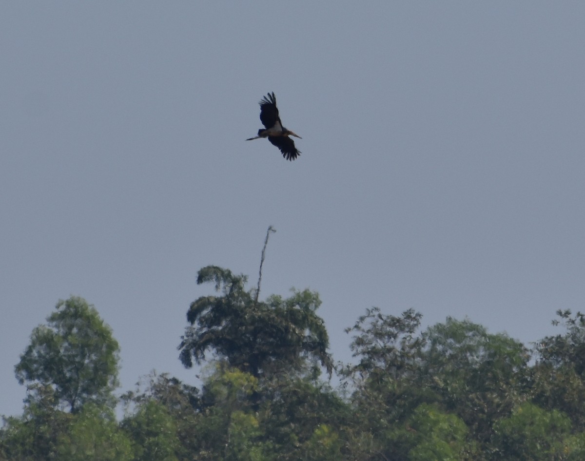 Lesser Adjutant - ML614385621