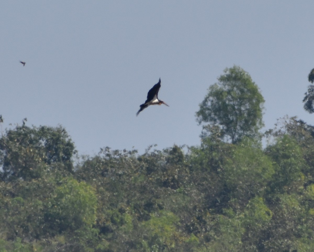 Lesser Adjutant - ML614385622