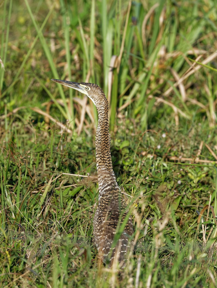 Bare-throated Tiger-Heron - ML614385633