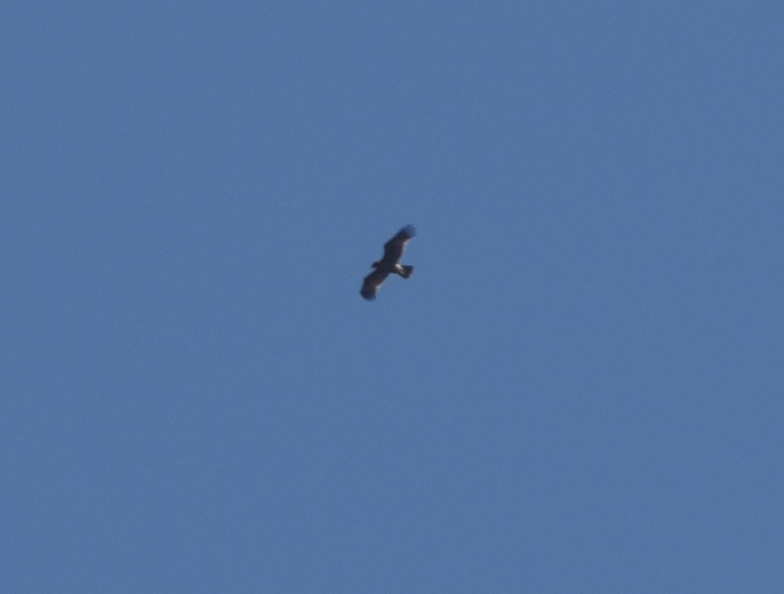 Indian Spotted Eagle - ML614385656