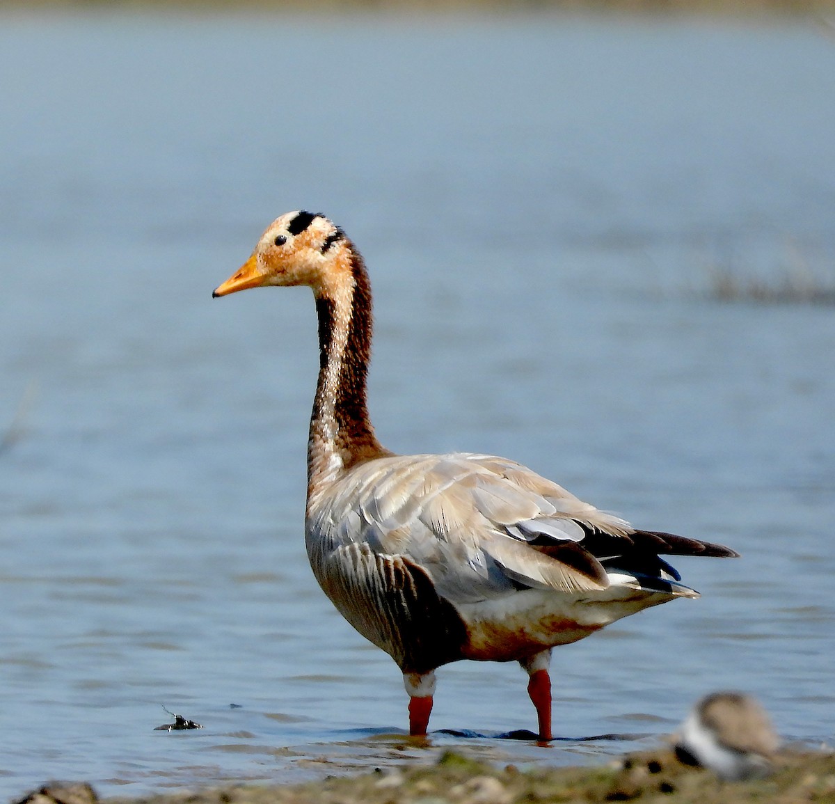 Bar-headed Goose - ML614385663