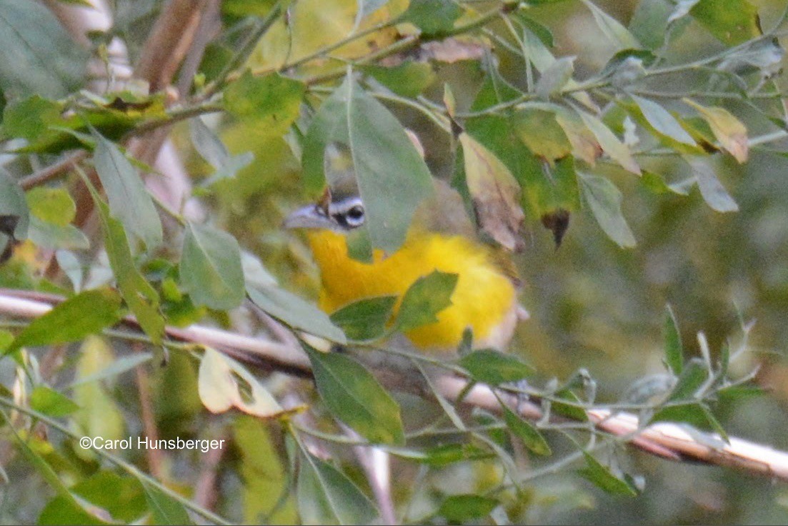 Yellow-breasted Chat - ML614385669