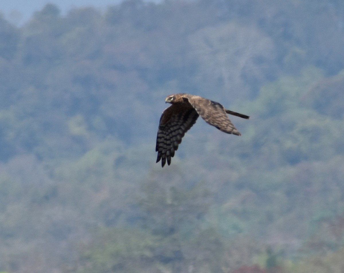 Montagu's Harrier - ML614385673