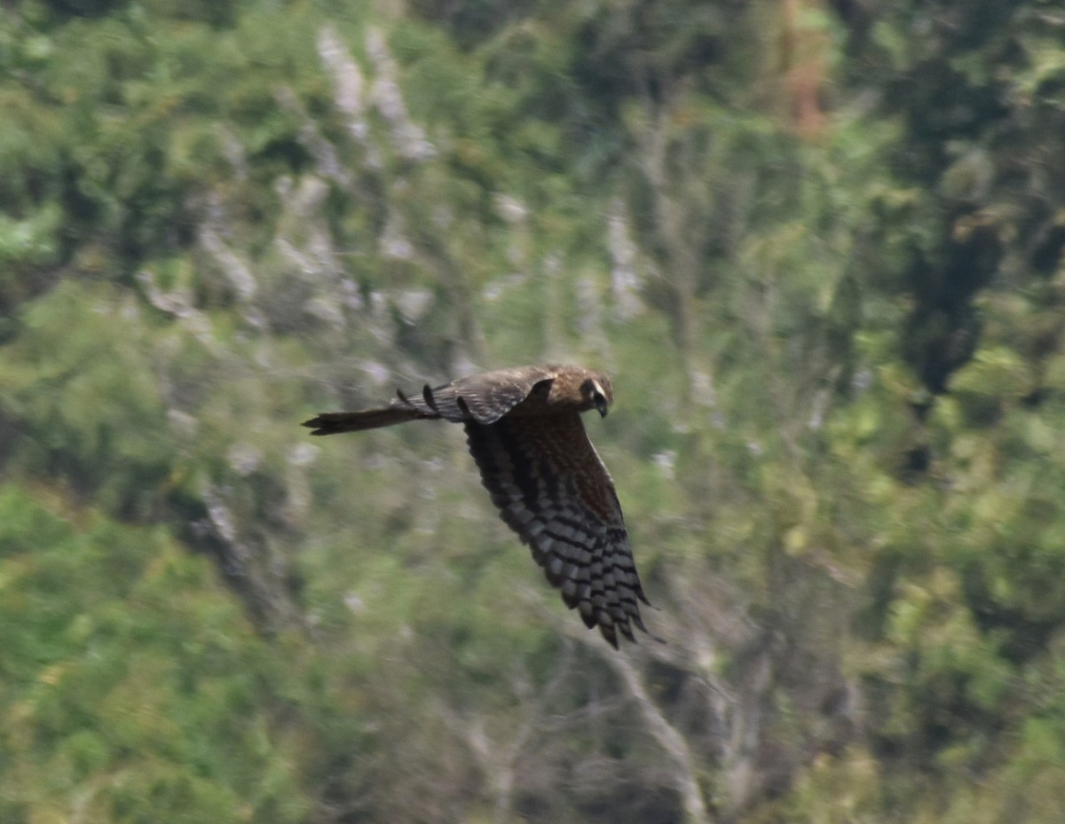 Montagu's Harrier - ML614385675