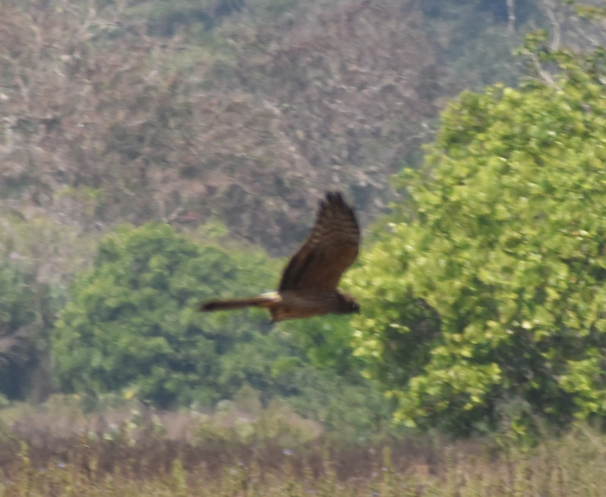 Montagu's Harrier - ML614385682