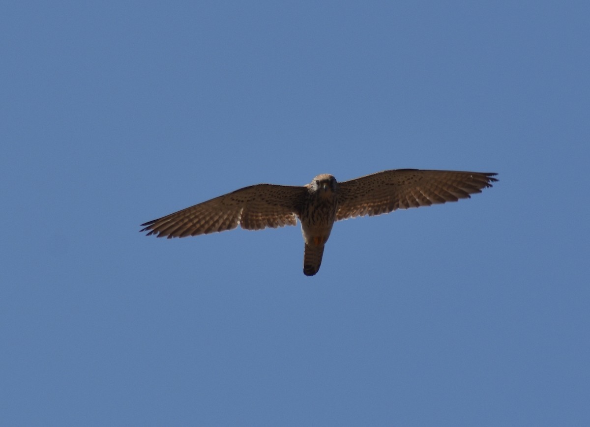 Eurasian Kestrel - ML614385701