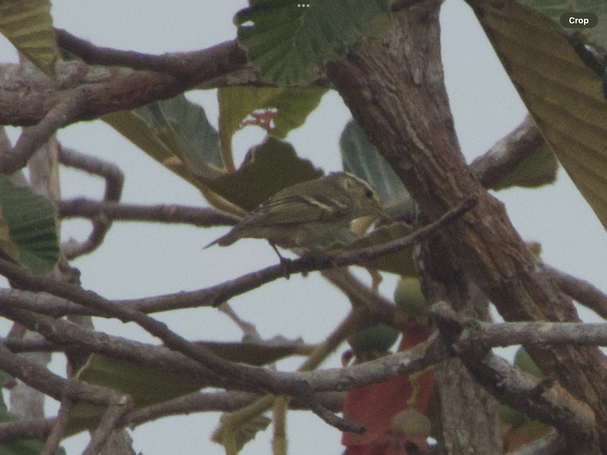 Yellow-browed Warbler - ongsa budda