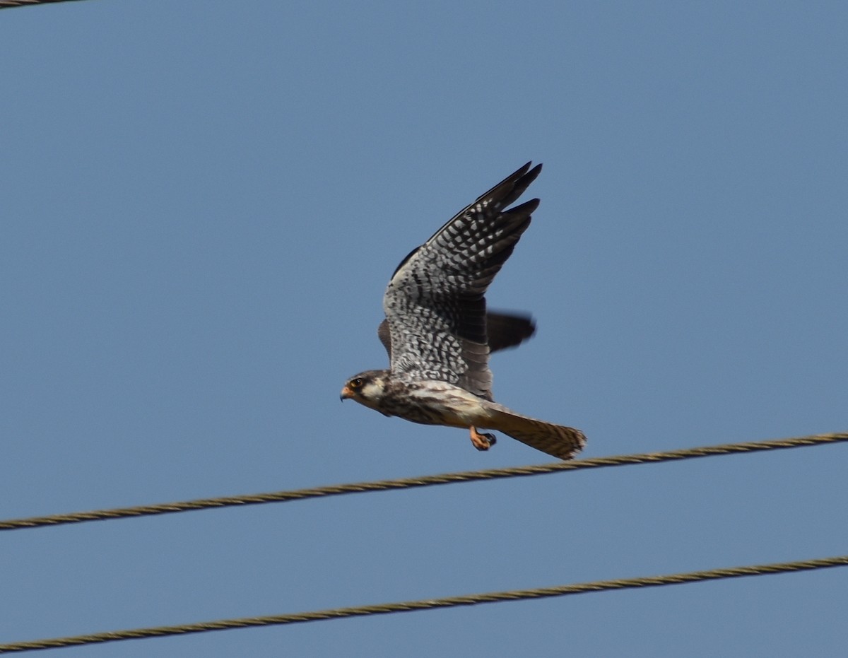 Amur Falcon - ML614385716