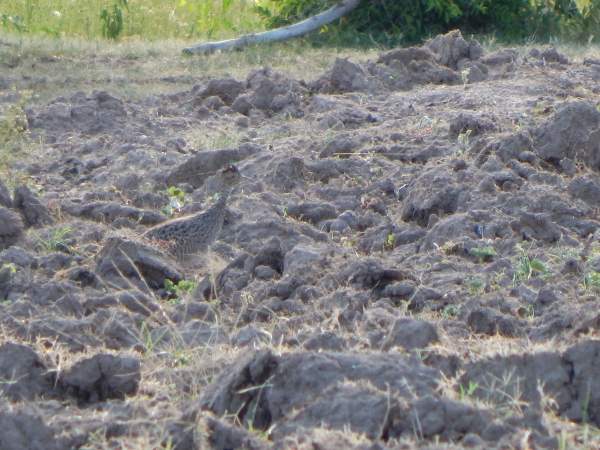 Brushland Tinamou - ML614385722