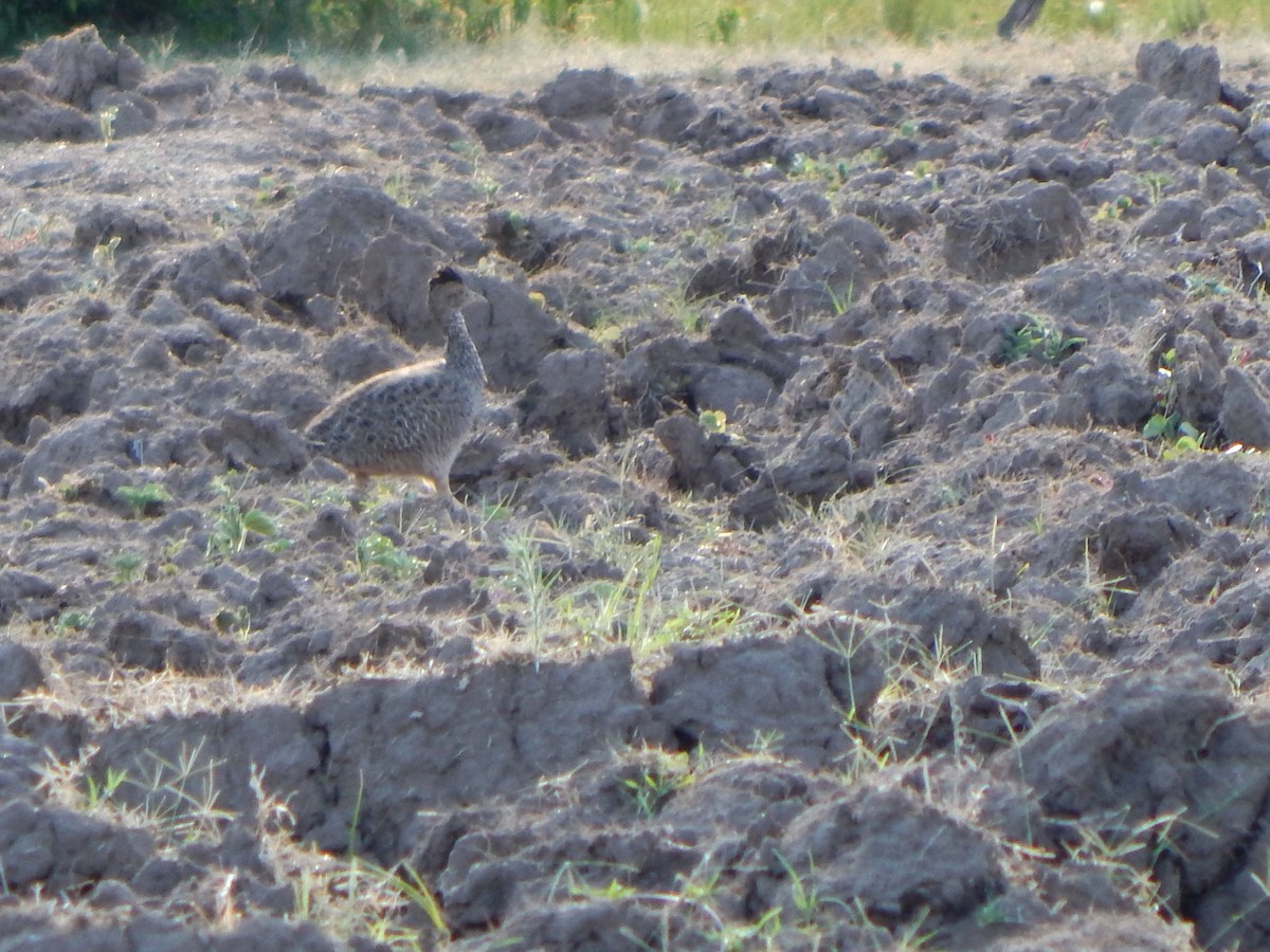 Brushland Tinamou - ML614385723