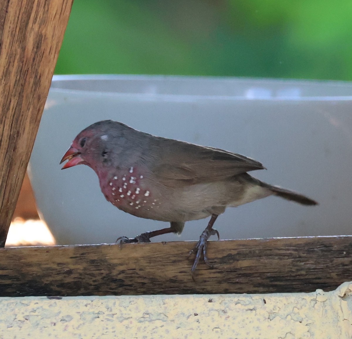 Brown Firefinch - Ken McKenna