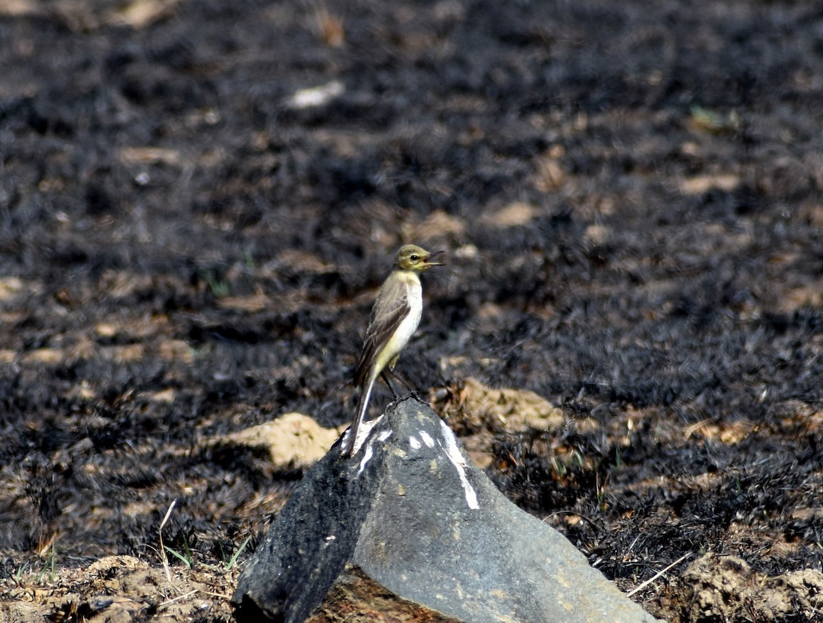 Western Yellow Wagtail - ML614385733