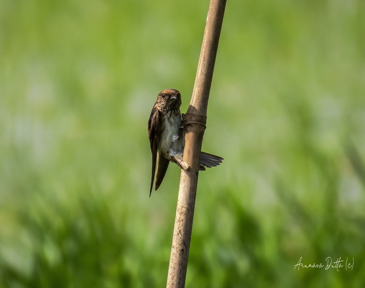 Streak-throated Swallow - Arunava Dutta