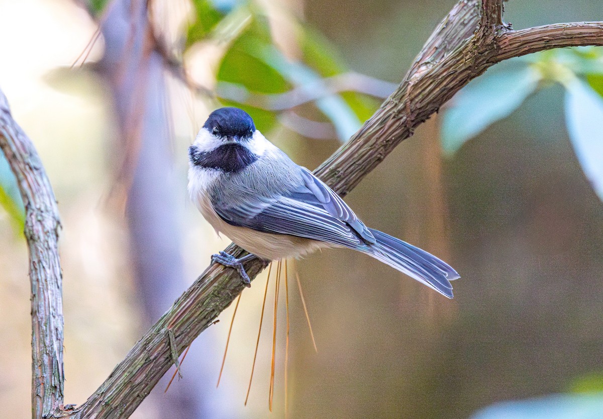 Black-capped Chickadee - ML614385761