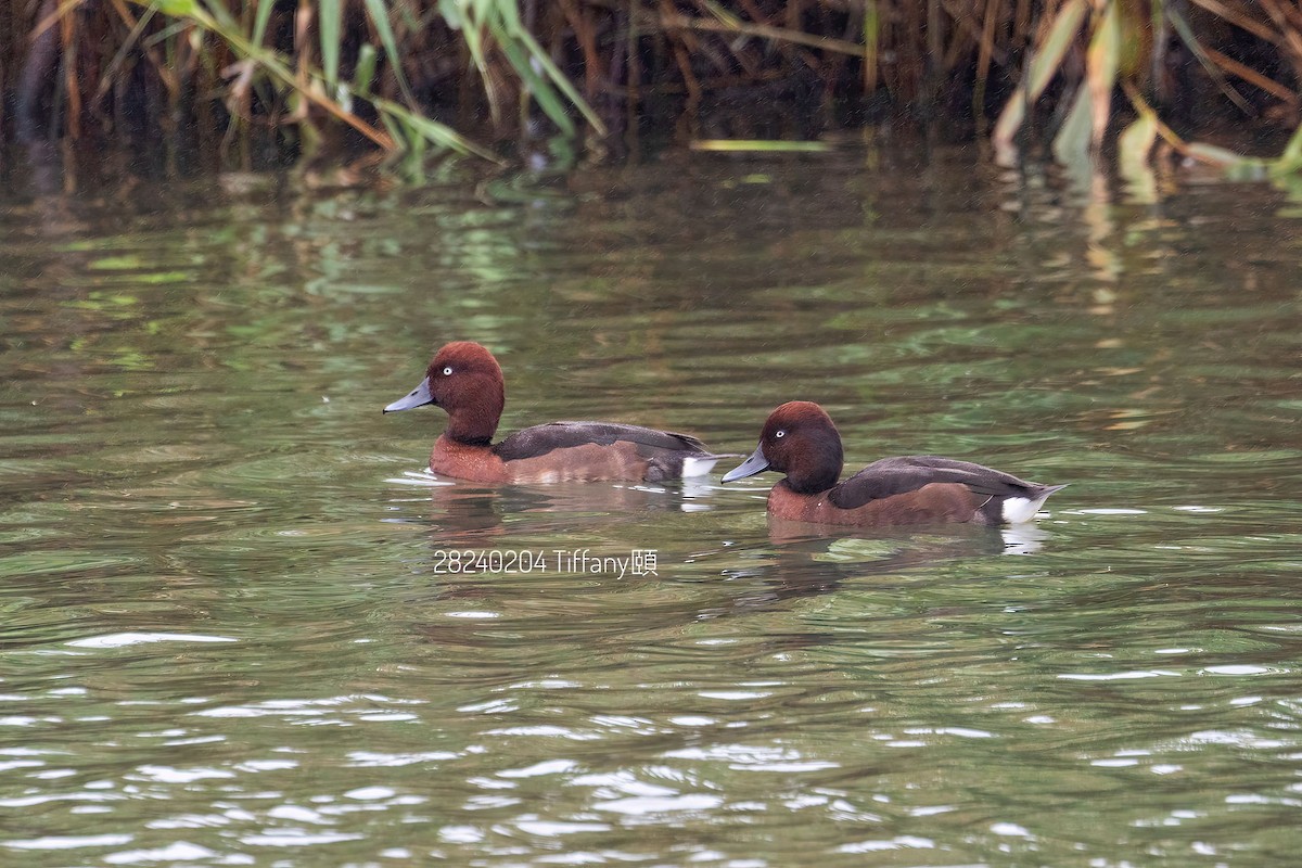 Ferruginous Duck - ML614385782