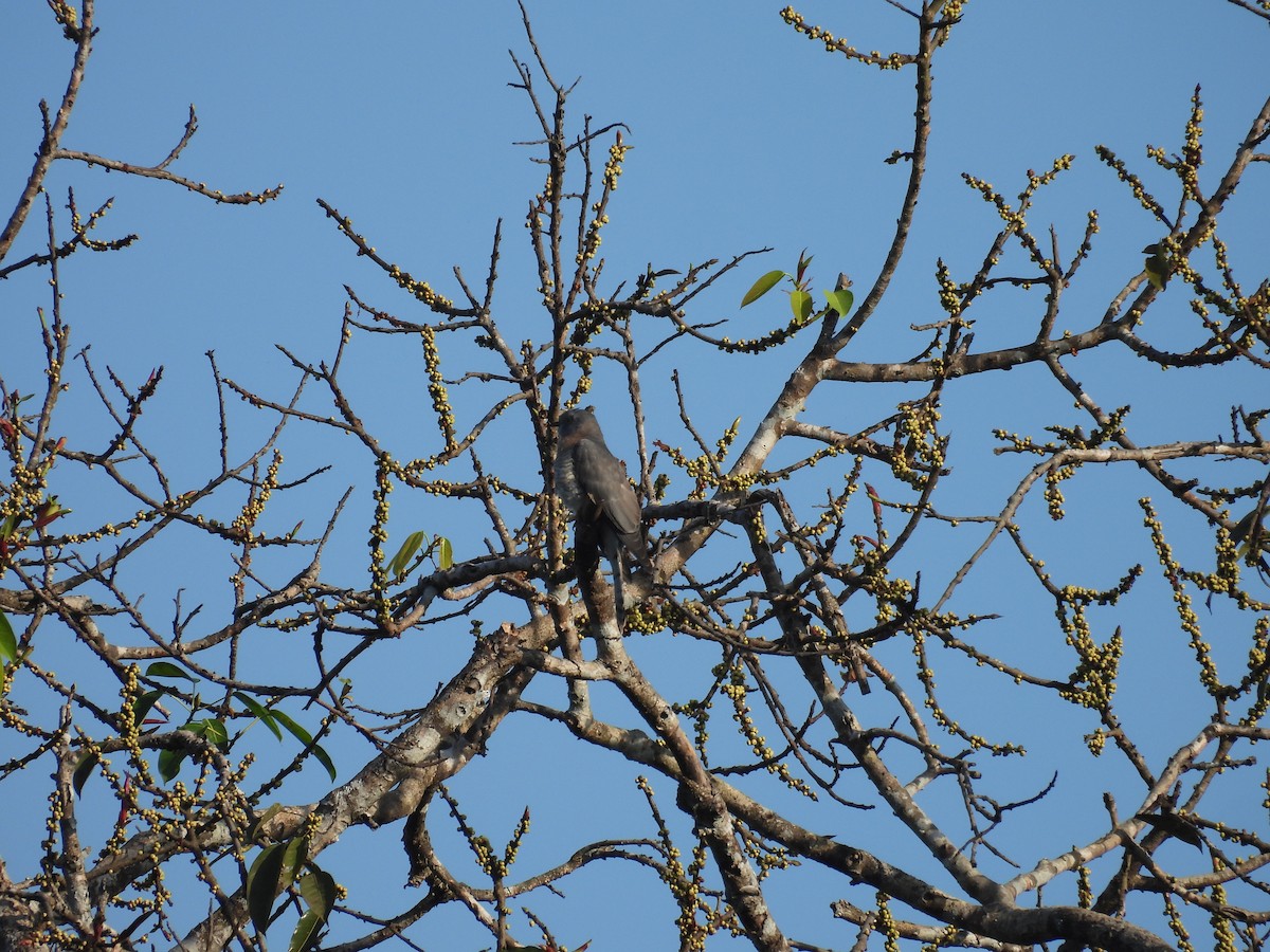 Common Hawk-Cuckoo - ML614385818