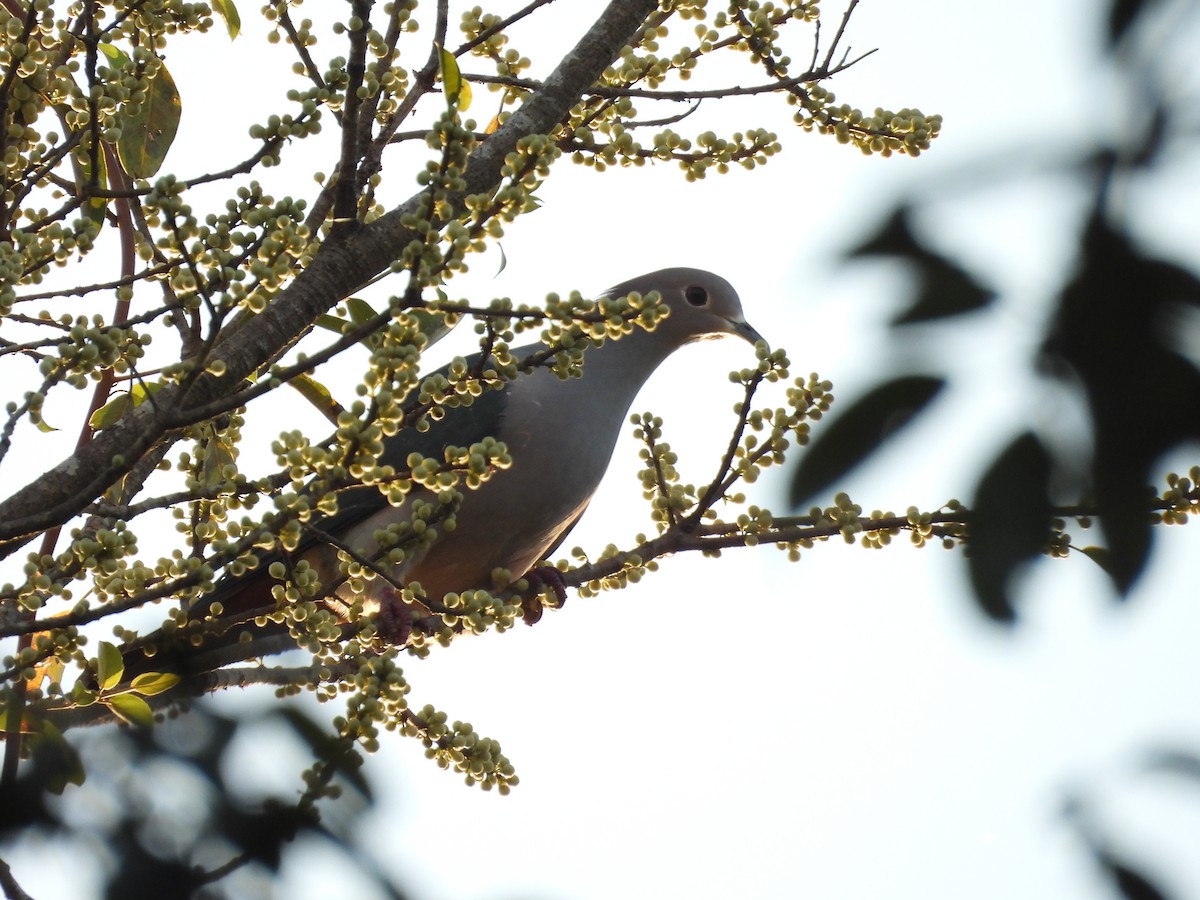 Green Imperial-Pigeon - ML614385828