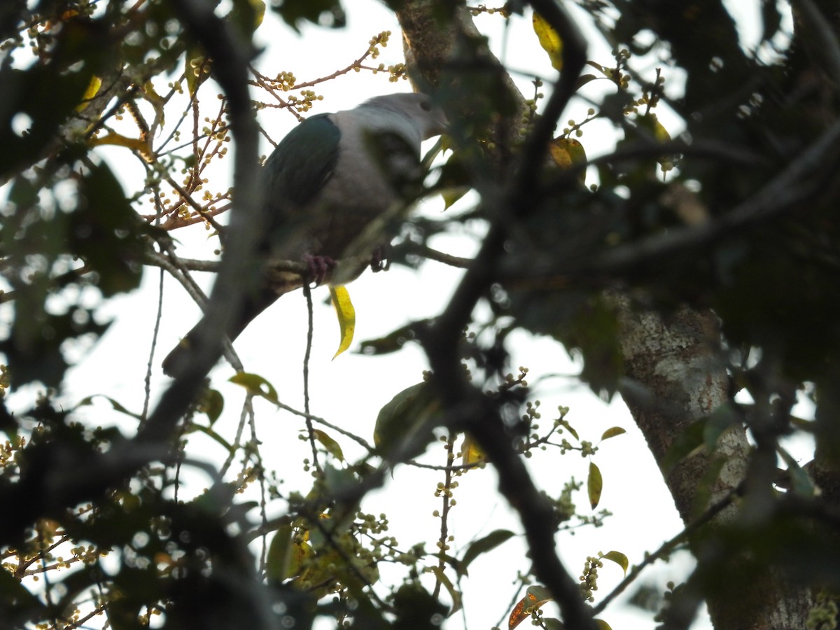 Green Imperial-Pigeon - ML614385829