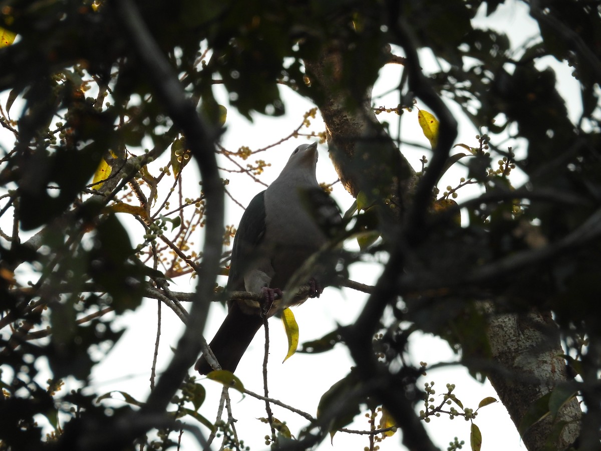 Green Imperial-Pigeon - ML614385830